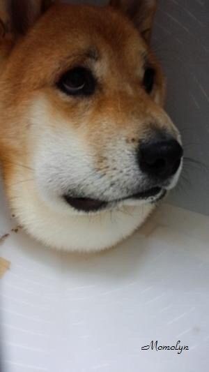 マムシに噛まれた犬の画像がヤバイで ほっこりちゃんねる