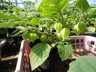 千成ほおずき 食用ほおずき日記 ほくほく農場から