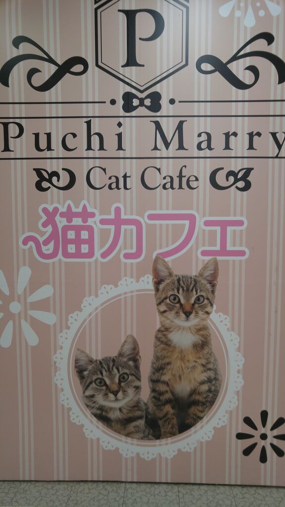 猫カフェpuchimarry 函館megaドン キホーテ店 のんべえ函館のブログ