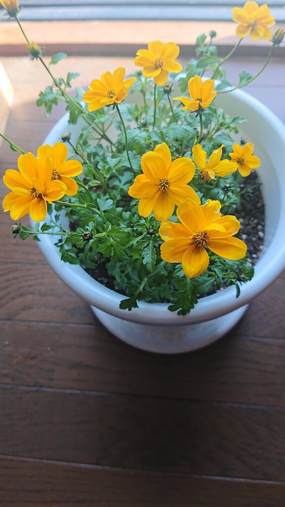 ウィンターコスモスをお迎えした団長さんのその後 春庭の孔ー花騎士まとめ