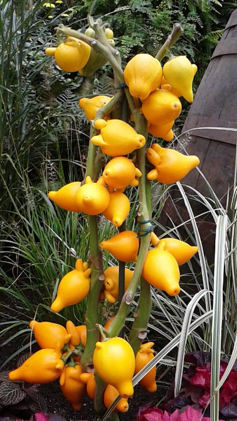 これは何の花でしょう 春庭の孔ー花騎士まとめ