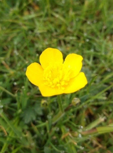 スコットランド 庭の雑草 ホリー絵日記 Powered By ライブドアブログ