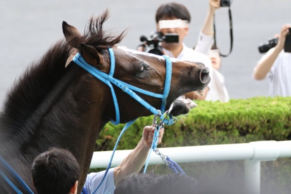 またステイゴールド産駒にネタ馬が増えたわけだが ターフ速報 競馬まとめ