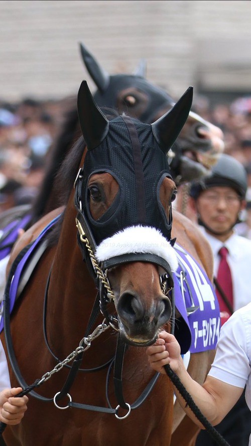 G１勝った牝馬で一番かわいい馬を決まるぞ ターフ速報 競馬まとめ