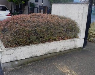 松の門の植え込みに】 : 元校長ブログ