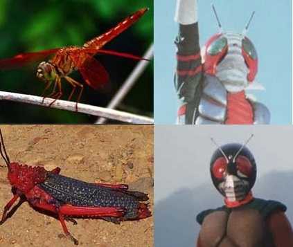 画像30枚 インドネシア人 仮面ライダーのモチーフとなった昆虫をまとめてみた インドネシア人の本音