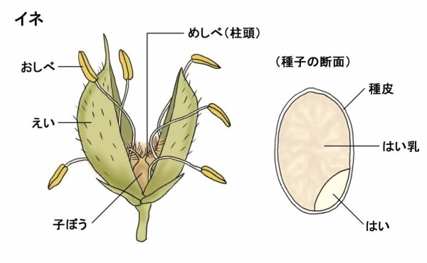 稲の花が咲き始めました 本宿小学校 米作り 農園通信