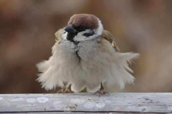 画像あり 冬のスズメ 太っててめっちゃカワイイwwwwww ほんわか速報