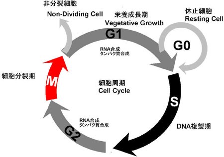 細胞周期 体細胞分裂 薬の卵