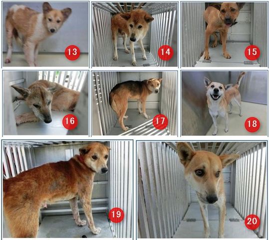 徳島県動物愛護管理センター 犬 Rinkクリックでもok 追記させていただきます 徳島 里親募集