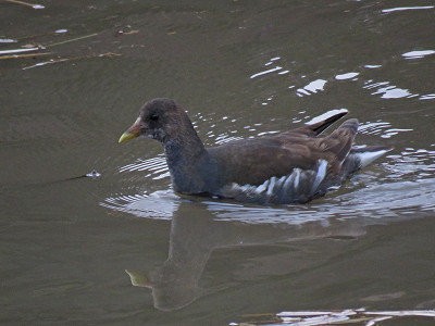 バンとオオバン 風を見る鳥