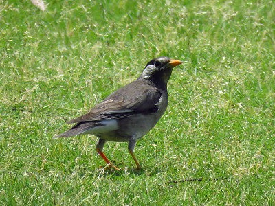 カワイイむくどり 風を見る鳥