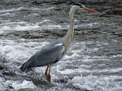 水辺のサギ 番外編 風を見る鳥