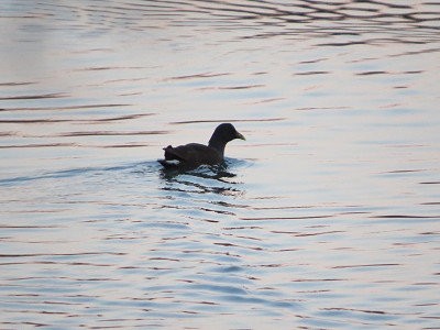冬の川の仲間たち 2 : 風を見る鳥