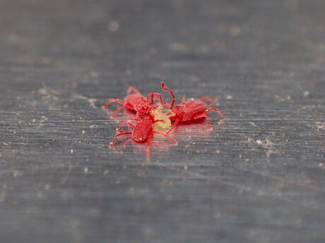 赤いダニの捕食 Crazy For Insect