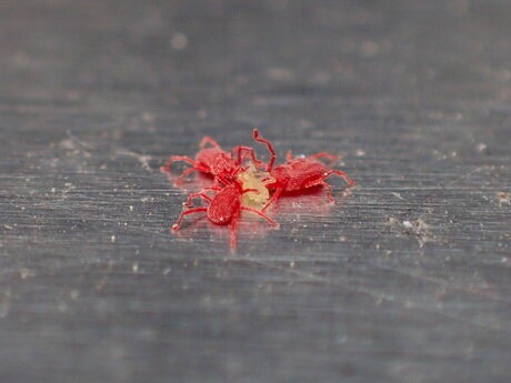 赤いダニの捕食 野の虫