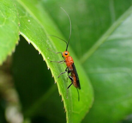 コマユバチ科の一種 Crazy For Insect