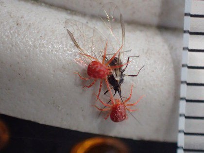 赤いダニの捕食 Crazy For Insect