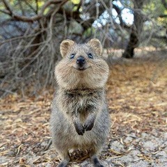 クアッカワラビーのカワイイ画像集めてみたよ 松山市の英会話教室ブログ 英検 Toeic 英検1級toeic990点留学