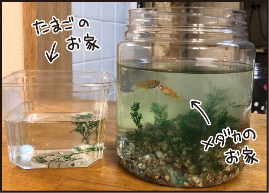 メダカの赤ちゃん誕生 で大騒ぎな理由 ほわわん子育て絵日記 Powered By ライブドアブログ
