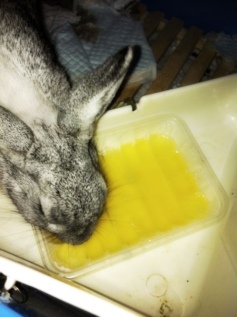 うさぎとパイナップルジュース ニーグリップからやり直せよ