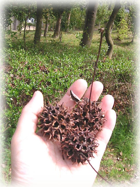 この木の実 なんて名前 Cherry
