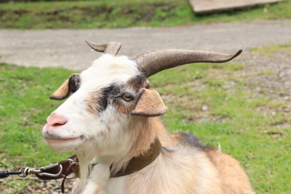 田子山展望所 そらふねの桟橋カフェ ゴート写真旅