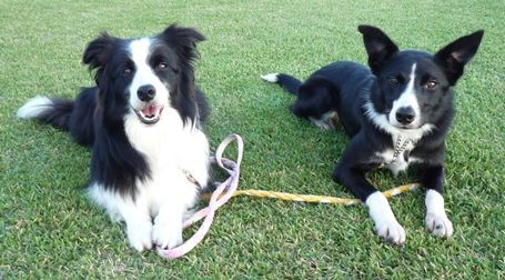 硬い犬 柔らかい犬 ボーダーコリー マリンと一緒 リボン そしてチェリー