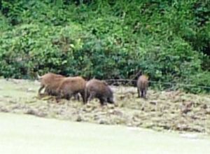 野生の王国 イノシシ編 ボーダーコリー マリンと一緒 リボン そしてチェリー