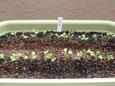 小松菜の間引き 屋上 ベランダで野菜を栽培しよう