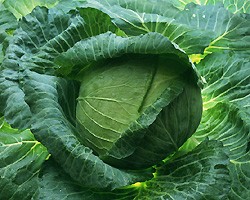 キャベツ栽培 育て方 屋上 ベランダで野菜を栽培しよう