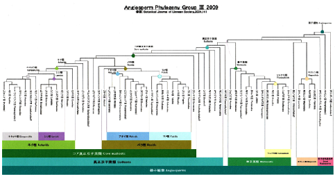 被子植物系統樹 植物分類がdna分類で一変する Hsnemuのブログ