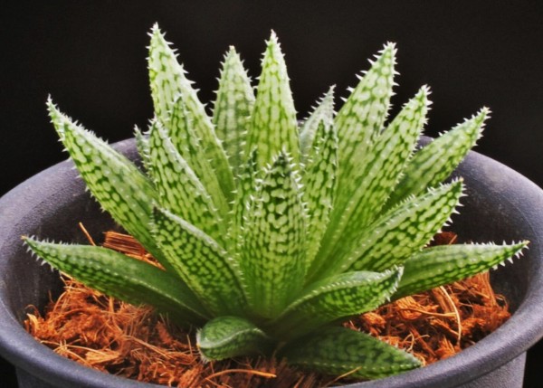 ☆ ハオルシア品種名総覧 日本ハオルシア協会 ☆ ハオルシア品種名総覧