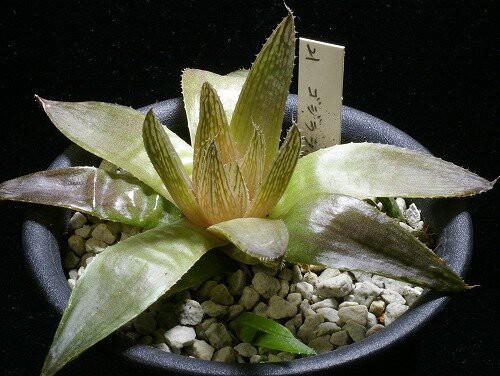 ハオルシア育種の現状 記事と写真 林 雅彦 : 日本ハオルシア協会