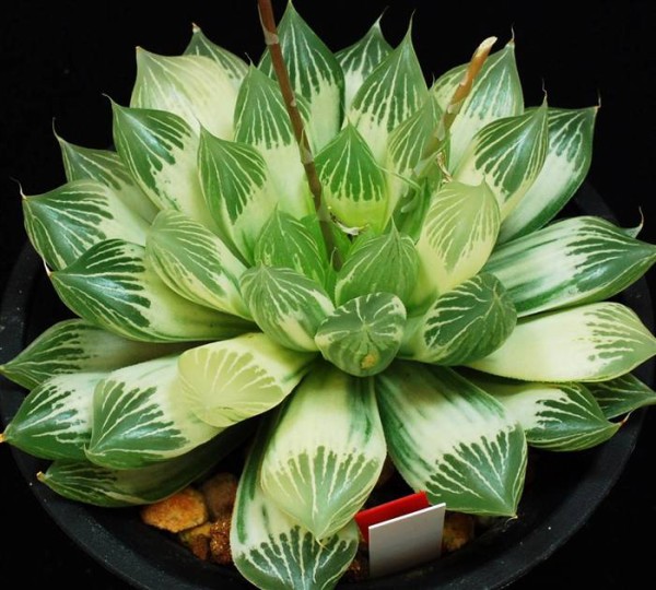 ☆ ハオルシア品種名総覧 日本ハオルシア協会 ☆ c563d75e-s.jpg