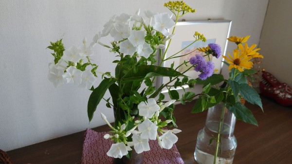 宿根フロックスについてお勉強 ｐ Paniculata Davidを切っ掛けに ようこそ 私の午後時間