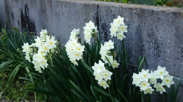 春シーンに水仙を 水仙品種のお勉強 2 2 その１ ようこそ 私の午後時間