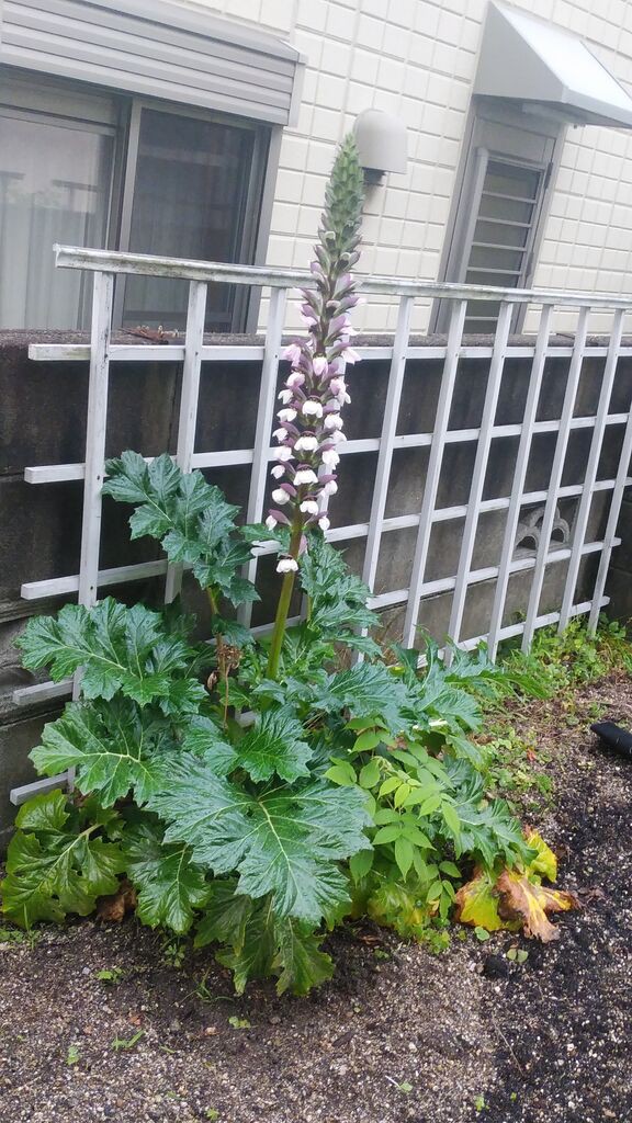 アカンサスモリス開花 : ようこそ、私の午後時間