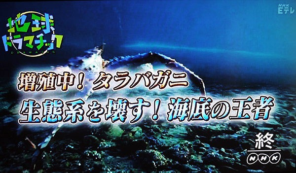 地球ドラマチック 増殖中 タラバガニ 生態系を壊す 海底の王者 ロシア ウクライナ ベラルーシ探訪 服部倫卓ブログ