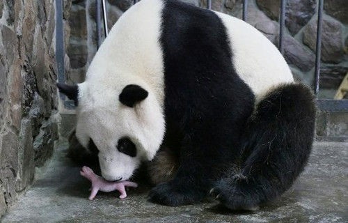 16年世界で初のパンダ赤ちゃんが成都で誕生 ふれあい中国