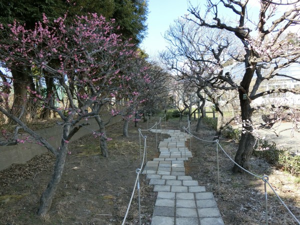 神奈川県内の梅花鑑賞に適した梅林一覧 歴史オタクの郷土史グルメ旅 久良岐のよし