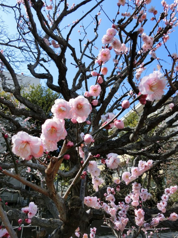 神奈川県内の梅花鑑賞に適した梅林一覧 歴史オタクの郷土史グルメ旅 久良岐のよし