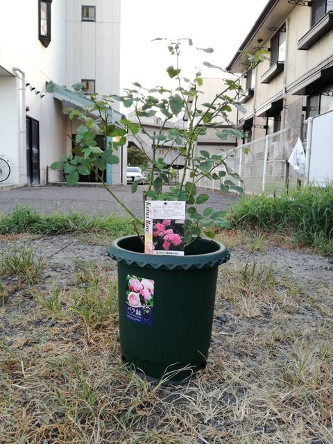 バラ植え替えしました ハミングツアーの花旅ブログ