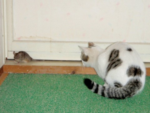 どうぶつ 猫vsネズミ 絶体絶命でチュー 02 25 画像アリ ほのぼのとしたまとめ