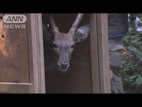 草の地の山葵旅 沢野茅野佐久 くさのちのわさびたびさわのちのさく たわごと 人間万事最後はイカ ルーデンス くコ 彡