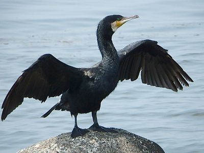 海 ウクライナ イラク 海鵜 うみうくらいないらくうみう たわごと 人間万事最後はイカ ルーデンス くコ 彡