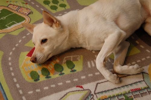 プレ コロッケと首のストレッチ 犬に魔法をかけられた