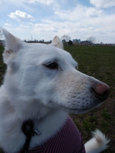 お犬の変顔 犬に魔法をかけられた