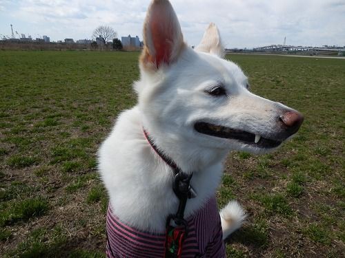 お犬の変顔 犬に魔法をかけられた