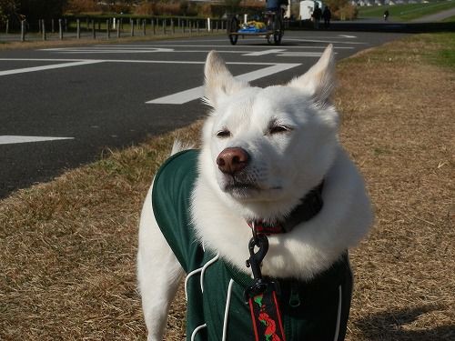 ブサイク顔のお犬 犬に魔法をかけられた